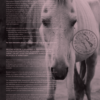 Horse and Hunk kalender 2024 – Bild 2
