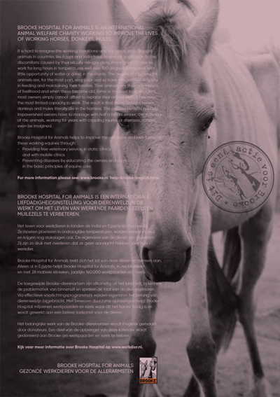 Horse and hunk kalender 2026 – Bild 2